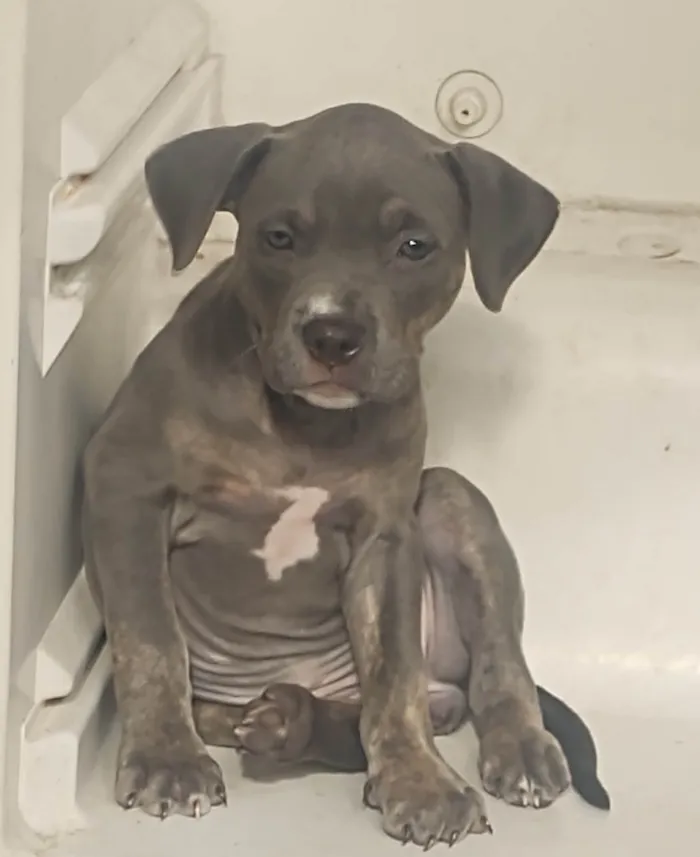 Cachorro ra a Pit-Bull idade 1 ano nome Aline e Brutos 