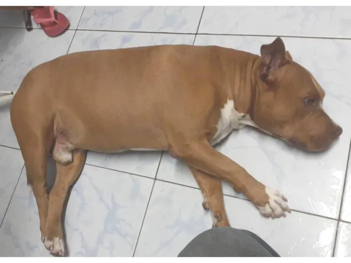 Cachorro ra a Pit-Bull idade 1 ano nome Aline e Brutos 