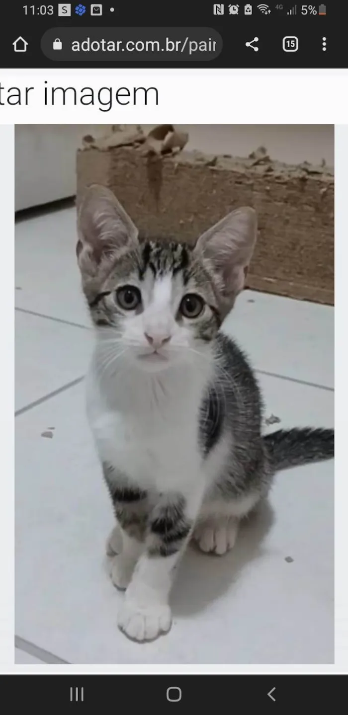 Gato ra a srd tigradinho idade 2 a 6 meses nome MAX