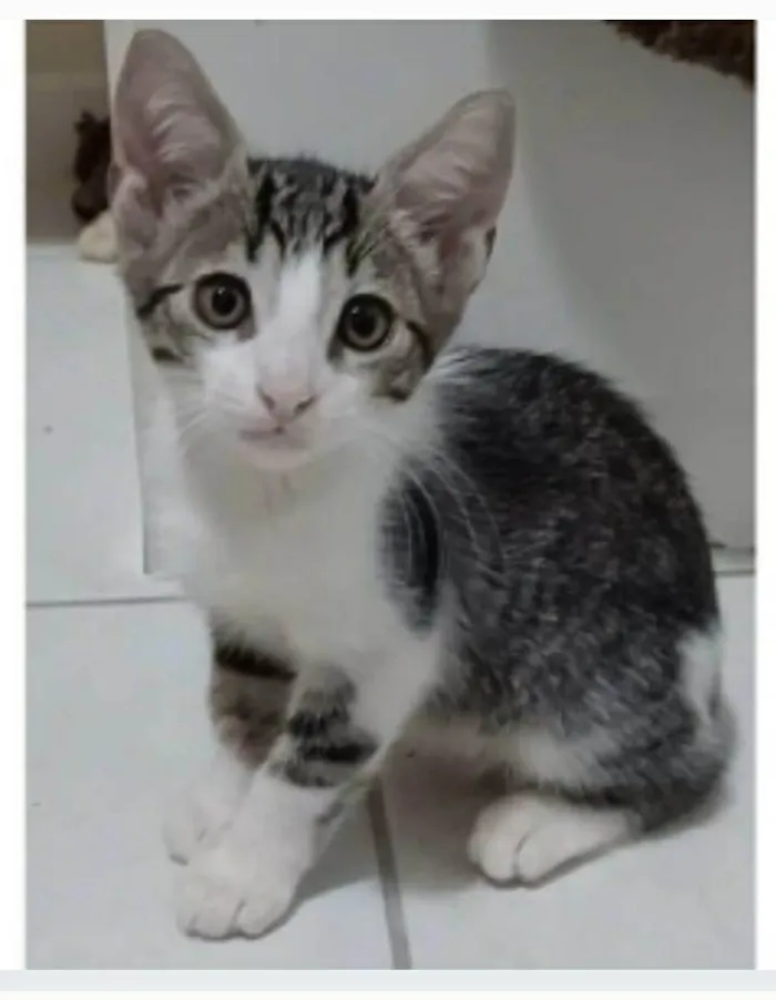 Gato ra a srd tigradinho idade 2 a 6 meses nome MAX