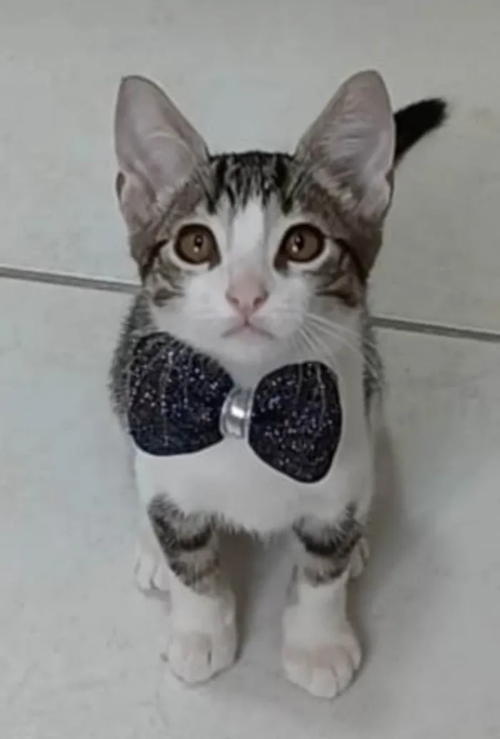 Gato ra a srd tigradinho idade 2 a 6 meses nome MAX
