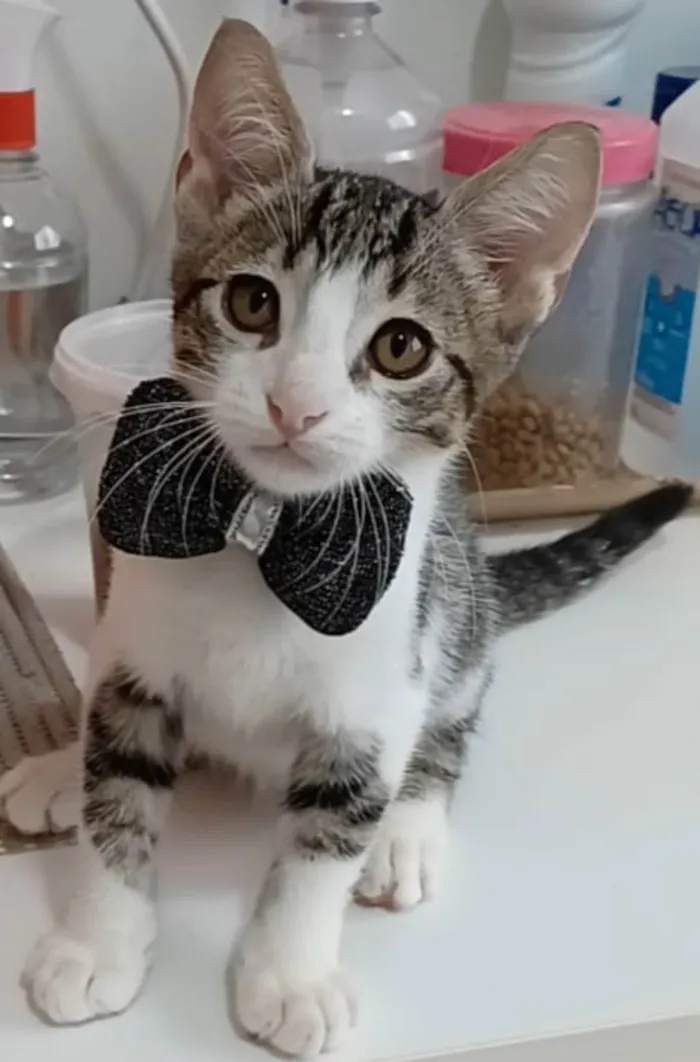 Gato ra a srd tigradinho idade 2 a 6 meses nome MAX