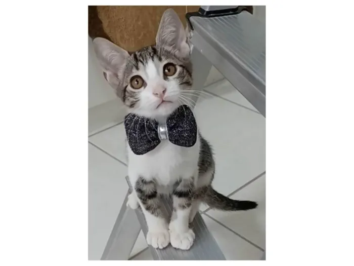 Gato ra a srd tigradinho idade 2 a 6 meses nome MAX