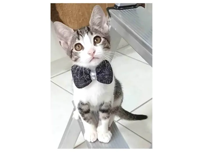 Gato ra a srd tigradinho idade 2 a 6 meses nome MAX