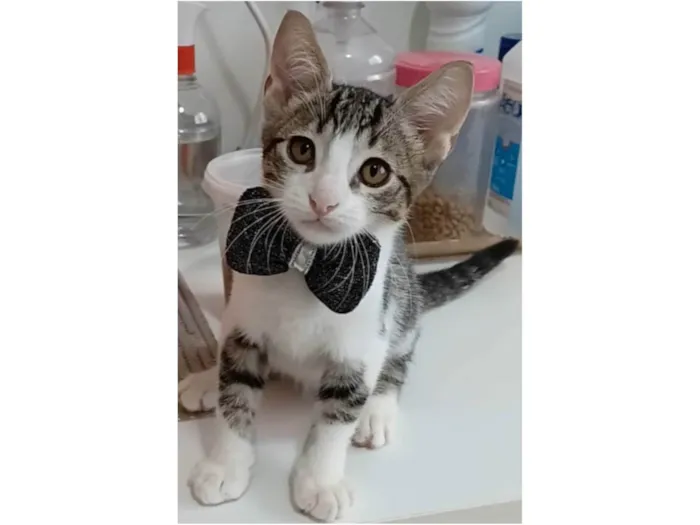 Gato ra a srd tigradinho idade 2 a 6 meses nome MAX
