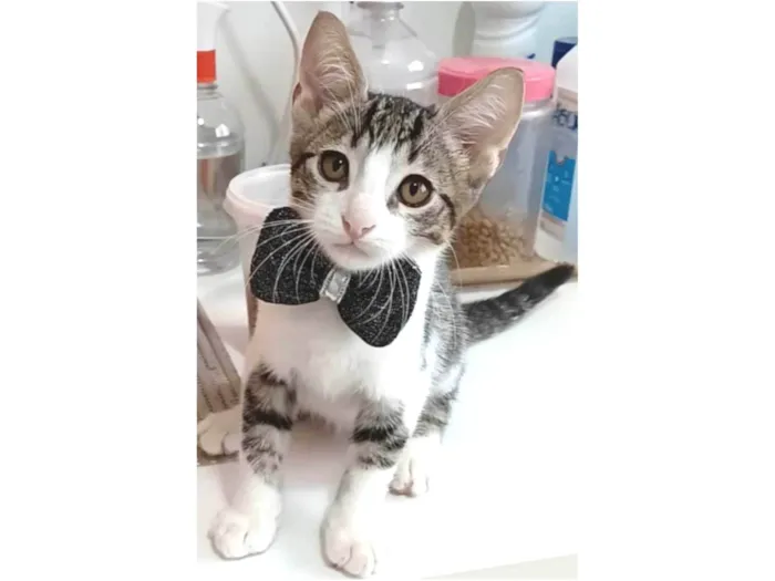 Gato ra a srd tigradinho idade 2 a 6 meses nome MAX