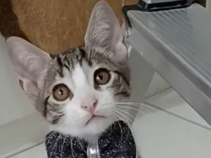 Gato raça srd tigradinho idade 2 a 6 meses nome MAX