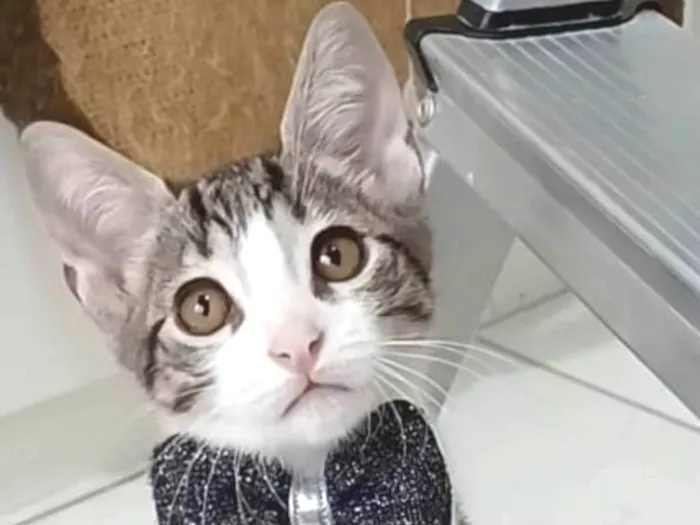 Gato ra a srd tigradinho idade 2 a 6 meses nome MAX