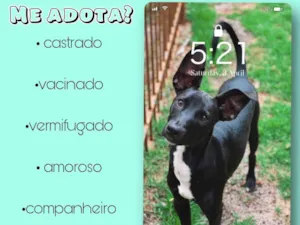 Cachorro raça SRD-ViraLata idade 7 a 11 meses nome Simba