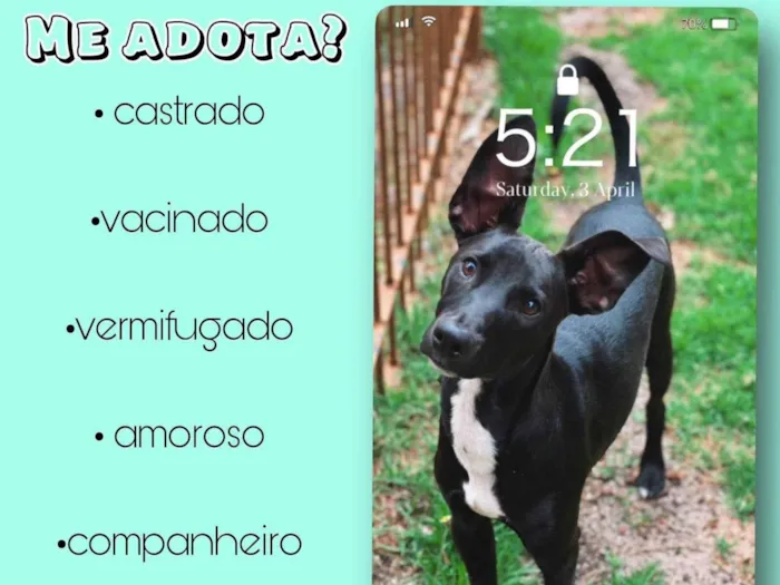 Cachorro ra a SRD-ViraLata idade 7 a 11 meses nome Simba