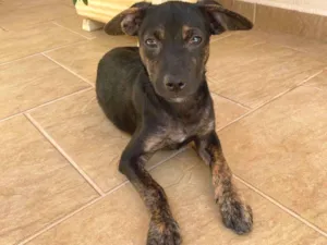 Cachorro raça SRD-ViraLata idade 2 a 6 meses nome Lui Lorenzo