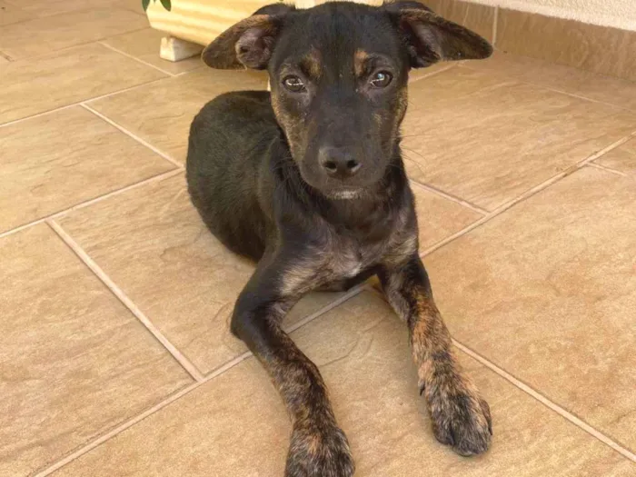 Cachorro ra a SRD-ViraLata idade 2 a 6 meses nome Lui Lorenzo