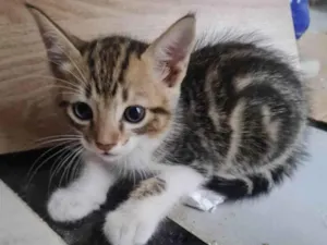 Gato raça SRD-ViraLata idade 2 a 6 meses nome BRITNEY
