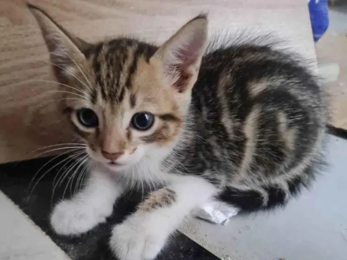 Gato ra a SRD-ViraLata idade 2 a 6 meses nome BRITNEY