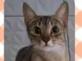 Magali