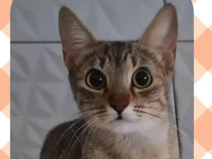 Gato ra a SRD-ViraLata idade 2 a 6 meses nome Magali