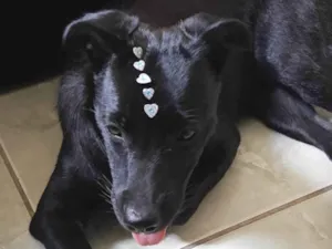 Cachorro raça SRD-ViraLata idade 2 a 6 meses nome Pandora