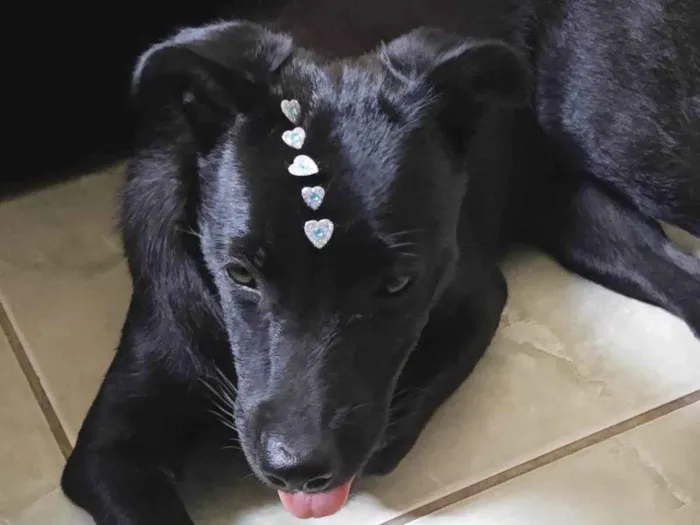 Cachorro raça SRD-ViraLata idade 2 a 6 meses nome Pandora