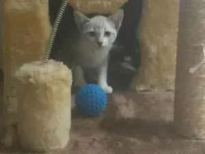 Gato raça SRD-ViraLata idade Abaixo de 2 meses nome Hanna