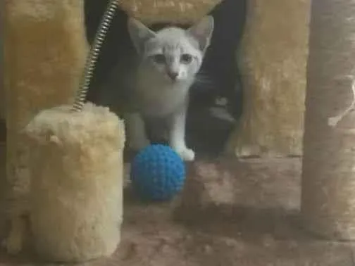 Gato ra a SRD-ViraLata idade Abaixo de 2 meses nome Hanna