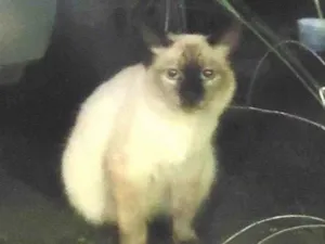 Gato raça SRD-ViraLata idade 7 a 11 meses nome bicudinho
