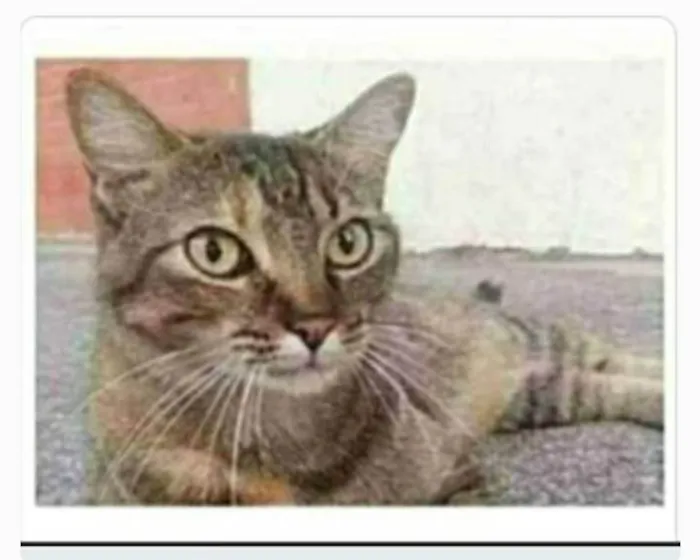 Gato ra a srd tigradinha  idade 4 anos nome JULLY
