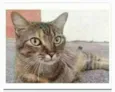 JULLY