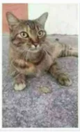JULLY