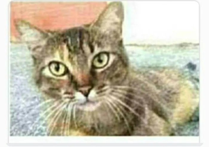 Gato ra a srd tigradinha  idade 4 anos nome JULLY