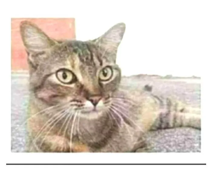 Gato ra a srd tigradinha  idade 4 anos nome JULLY