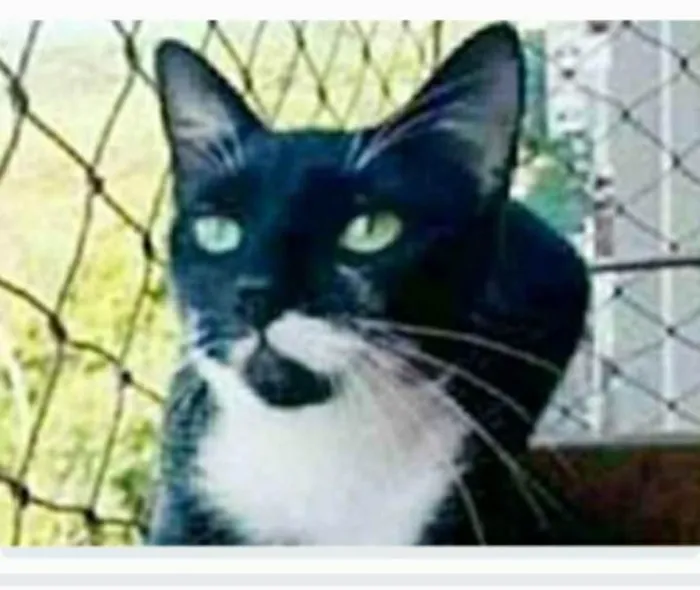 Gato ra a srd frajolinha  idade 1 ano nome ELISA 