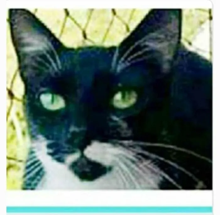 Gato ra a srd frajolinha  idade 1 ano nome ELISA 