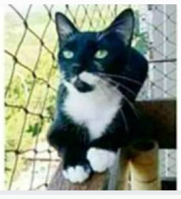 Gato ra a srd frajolinha  idade 1 ano nome ELISA 