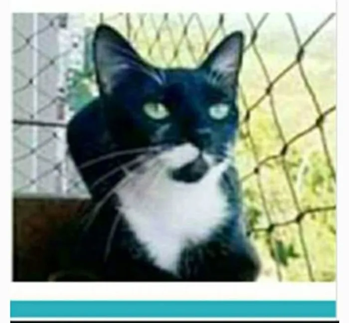 Gato ra a srd frajolinha  idade 1 ano nome ELISA 