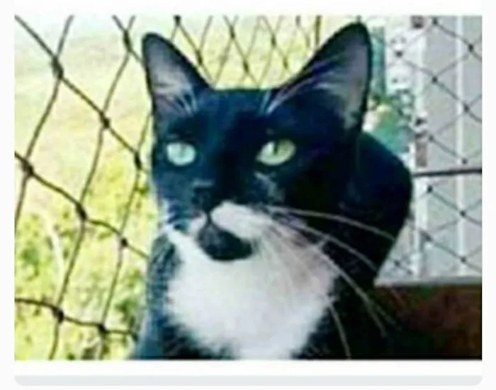 Gato ra a srd frajolinha  idade 1 ano nome ELISA 