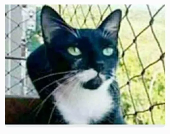 Gato ra a srd frajolinha  idade 1 ano nome ELISA 