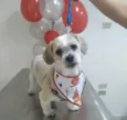 Simba e Bruce