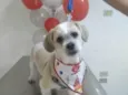Simba e Bruce