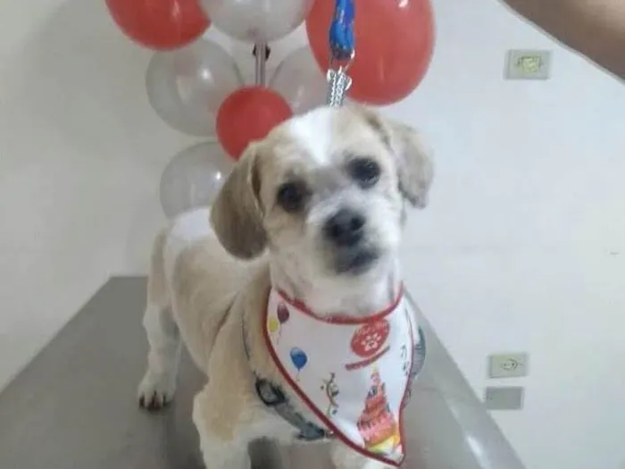 Cachorro ra a Lhasa Apso e Poodle idade 6 ou mais anos nome Simba e Bruce