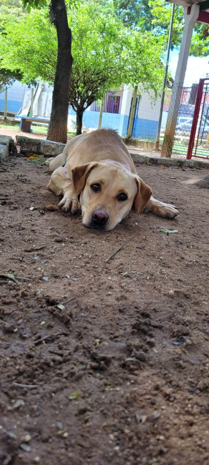 Cachorro ra a Labrador  idade 2 anos nome Judith