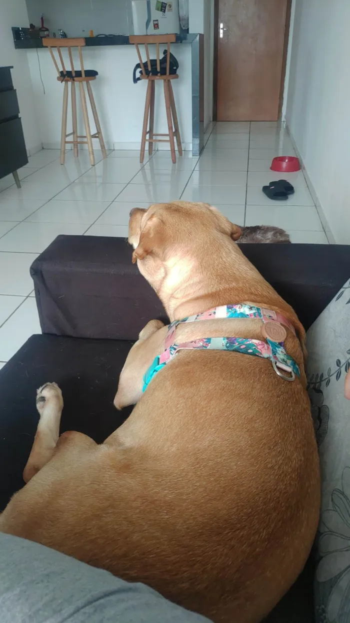 Cachorro ra a Labrador  idade 2 anos nome Judith