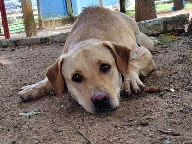 Cachorro ra a Labrador  idade 2 anos nome Judith