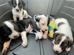 Cachorro raça SRD-ViraLata idade Abaixo de 2 meses nome Thor