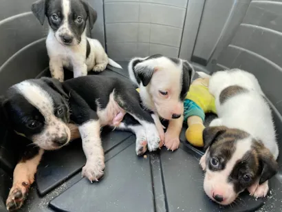 Cachorro raça SRD-ViraLata idade Abaixo de 2 meses nome Thor