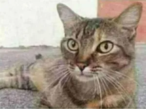 Gato raça srd tigradinha  idade 4 anos nome JULLY