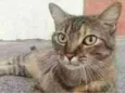 JULLY