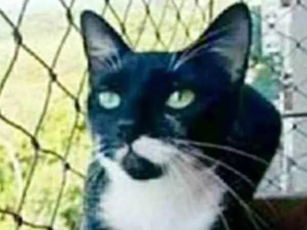 Gato ra a srd frajolinha  idade 1 ano nome ELISA 
