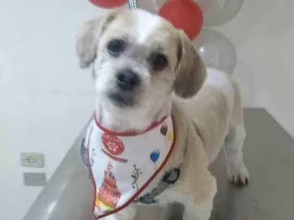 Cachorro ra a Lhasa Apso e Poodle idade 6 ou mais anos nome Simba e Bruce
