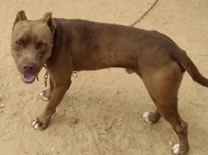 Cachorro raça Pit-Bull idade 1 ano nome Luna e pierre