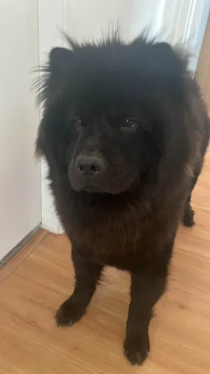 Cachorro raça Chow Chow idade 1 ano nome Batmam 